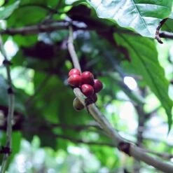 Kopi Luwak Koffie. 35 Gram Ongemalen Bonen. Direct Trade. Single Origin. The Original By Rich.Exclusive. 25 Kopi Luwak Koffie. 35 Gram Ongemalen Bonen. Direct Trade. Single Origin. The Original By Rich.Exclusive. -Café 1200x1200 19