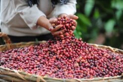 Starbucks Pike Place Medium Roast Koffiebonen - 4 Zakken à 450 Gram -Café 1200x798 7