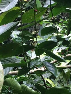 Kopi Luwak Koffie. 35 Gram Ongemalen Bonen. Direct Trade. Single Origin. The Original By Rich.Exclusive. 19 Kopi Luwak Koffie. 35 Gram Ongemalen Bonen. Direct Trade. Single Origin. The Original By Rich.Exclusive. -Café 900x1200 1